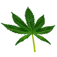 Hemp Leaf